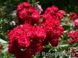 Alberich Cl. Alberich Cl.