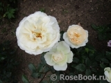 Queens Jubilee Rose Queens Jubilee Rose