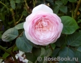 Olivia Rose Austin Olivia Rose Austin