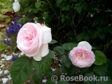 Olivia Rose Austin Olivia Rose Austin