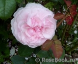 Olivia Rose Austin Olivia Rose Austin