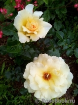Debbie Phillips Rose