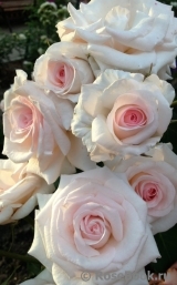Rosa Belmonte Rosa Belmonte