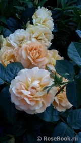 Bernstein-Rose Bernstein-Rose
