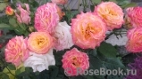 Gartenspass ® Gartenspass ®