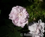 Fantin Latour Fantin Latour