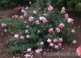 Abraham Darby Abraham Darby