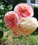 Abraham Darby