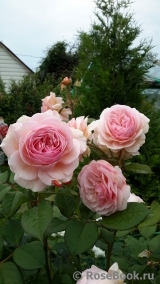 A Shropshire Lad A Shropshire Lad