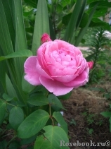 Brother Cadfael Brother Cadfael
