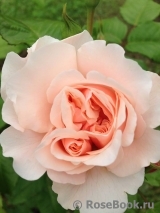 Rose de Tolbiac ® Rose de Tolbiac ®