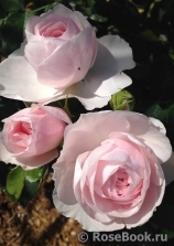 Hans Gonewein Rose Hans Gonewein Rose