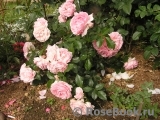 Rosenfee Rosenfee