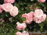 Rosenfee Rosenfee