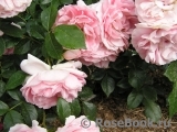 Rosenfee Rosenfee