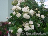 Madame Anisette ® Madame Anisette ®