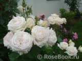 Madame Anisette ® Madame Anisette ®