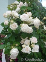 Madame Anisette ® Madame Anisette ®
