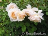 Crocus Rose® Crocus Rose®