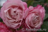 Kordes' Rosenfaszination ® Kordes' Rosenfaszination ®