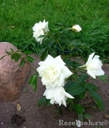 Schneewittchen Schneewittchen