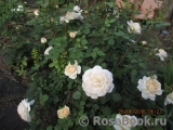 Crocus Rose® Crocus Rose®