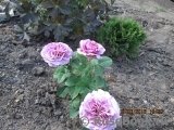 Lavender Ice Lavender Ice
