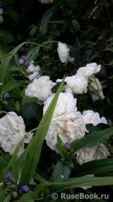 White Meidiland White Meidiland