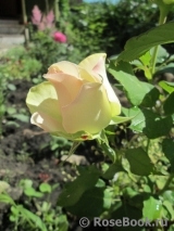 La Belle La Belle