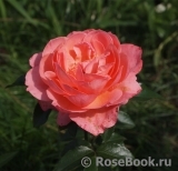 Pink Abundance Pink Abundance