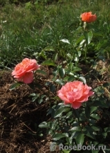 Pink Abundance Pink Abundance