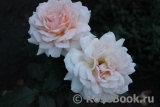 Chandos Beauty Chandos Beauty