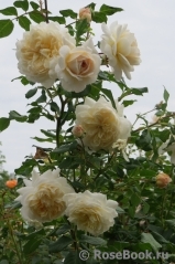 Crocus Rose® Crocus Rose®