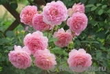 Jubilee Celebration® Jubilee Celebration®