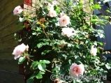 Generous Gardener, The Generous Gardener, The