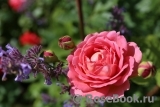 Jubilee Celebration® Jubilee Celebration®