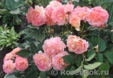 Augusta Luise Augusta Luise