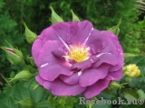 Rhapsody in Blue Rhapsody in Blue