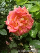 Rose Giardino di Boboli Rose Giardino di Boboli