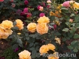 Bernstein-Rose Bernstein-Rose