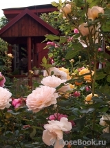 Crocus Rose® Crocus Rose®