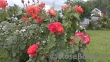 Westerland Westerland