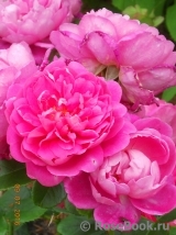 Princess Anne Princess Anne