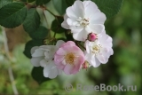 Perennial Blush Perennial Blush