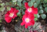 Candia Meillandecor Candia Meillandecor