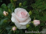 Aspirin Rose Aspirin Rose
