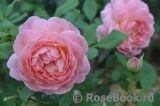 Jubilee Celebration® Jubilee Celebration®