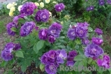 Rhapsody in Blue Rhapsody in Blue