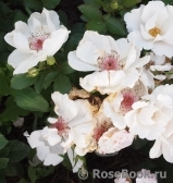 Jacqueline du Pre Jacqueline du Pre