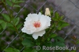 Jacqueline du Pre Jacqueline du Pre